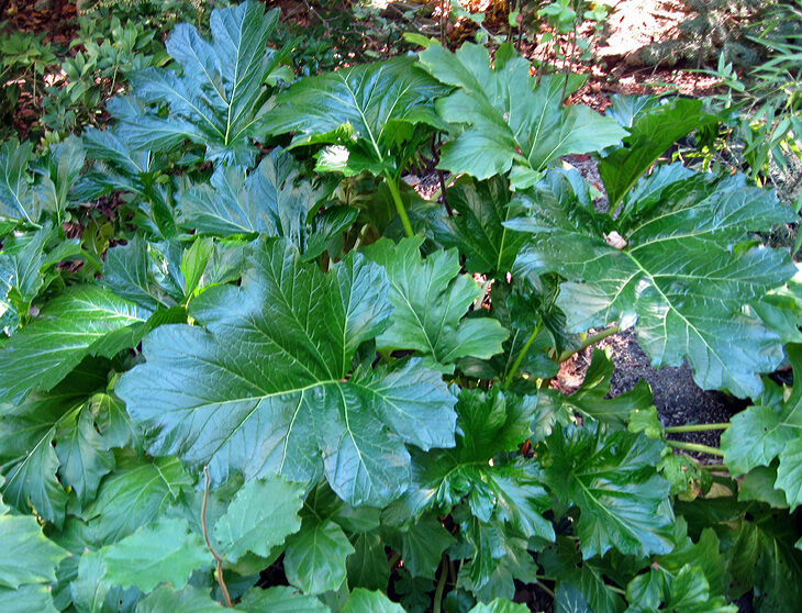 Giant leaves of Bears Breeches