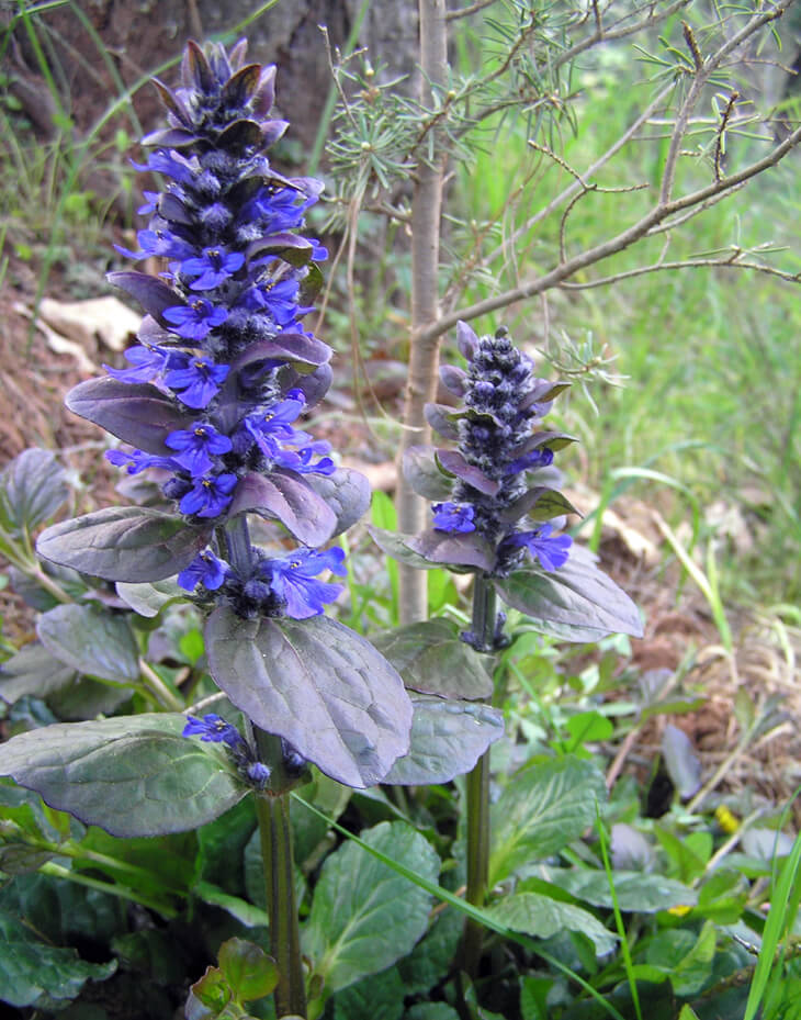 Close up of Ajuga reptans flower