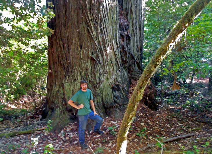 Giant trunk on a coast redwood tree