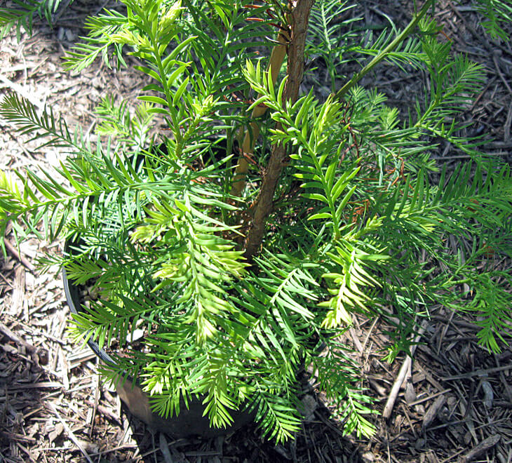 Coast redwood foliage.