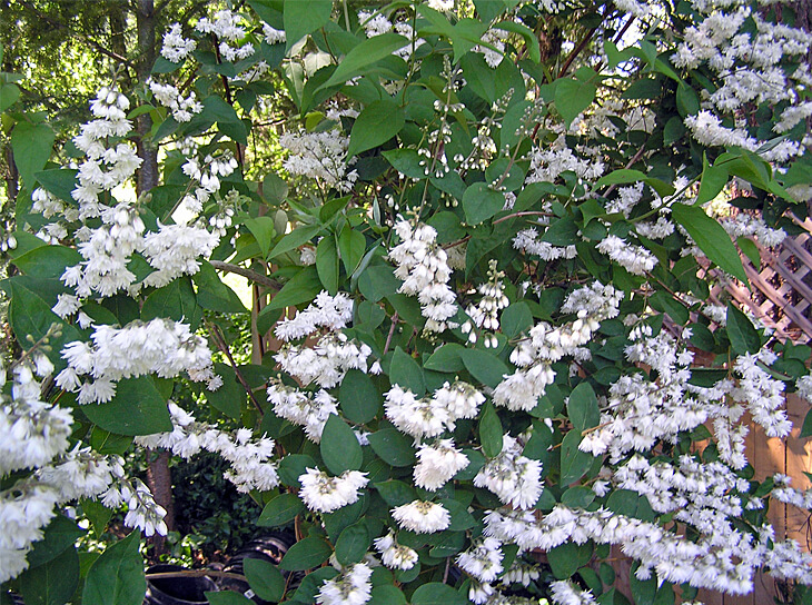 Spring flowers on Fuzzy Deutzia scabra