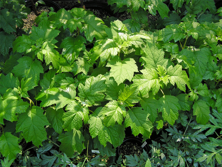 Hydrangea quercifolia Amethyst Oak Leaf new growth summer foliage