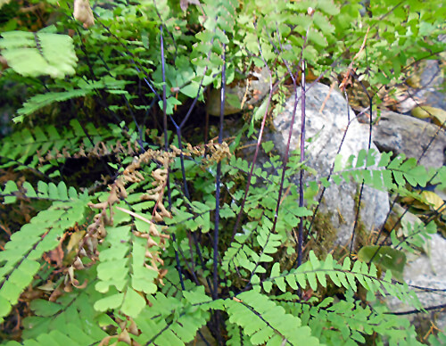 Dark purple stems of the Northern Maidenhair Fern