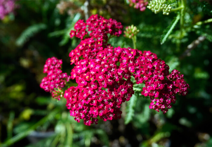 Yellow moonshine yarrow blooms.