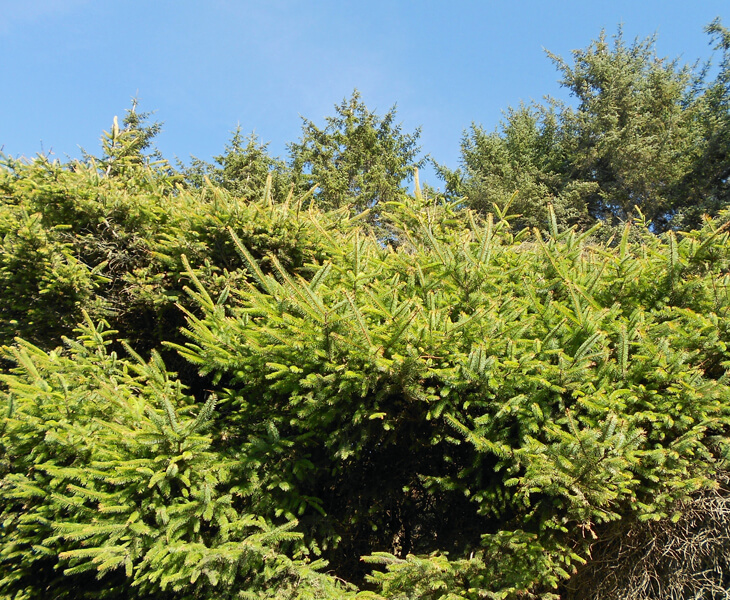 New growth tips on Sitka Spruce