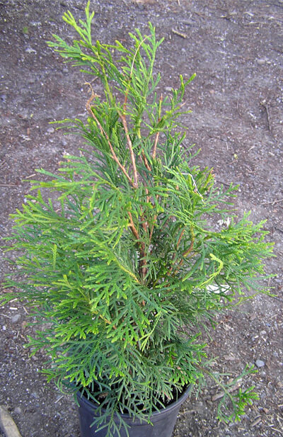 One gallon container of Emerald Green Arborvitae