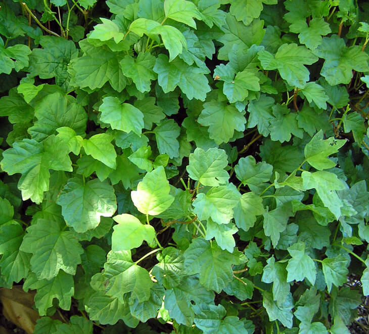 Close up of foliage on viburnum opulus nanum