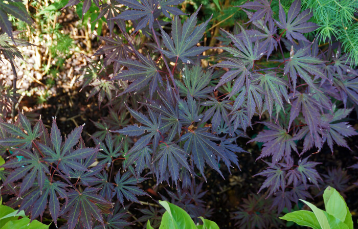 Acer shirasawanum 'Yasemin' - Red Full Moon Maple for sale - Red Panda ...