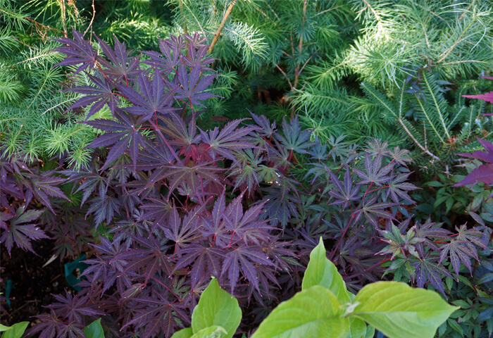 Acer shirasawanum 'Yasemin' - Red Full Moon Maple for sale - Red Panda ...