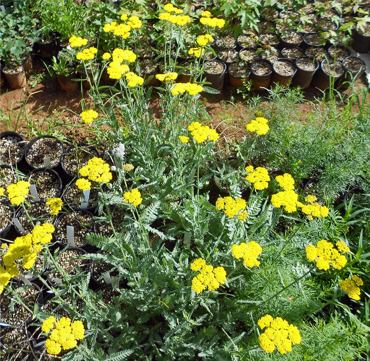 Yellow moonshine yarrow blooms.